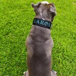 Popruhový obojok LARON s menom ružový Popruhový obojok LARON s menom ružový